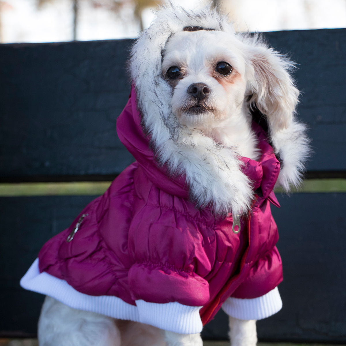 Insulated Dog Coat Parka with Removable Hood - image 3