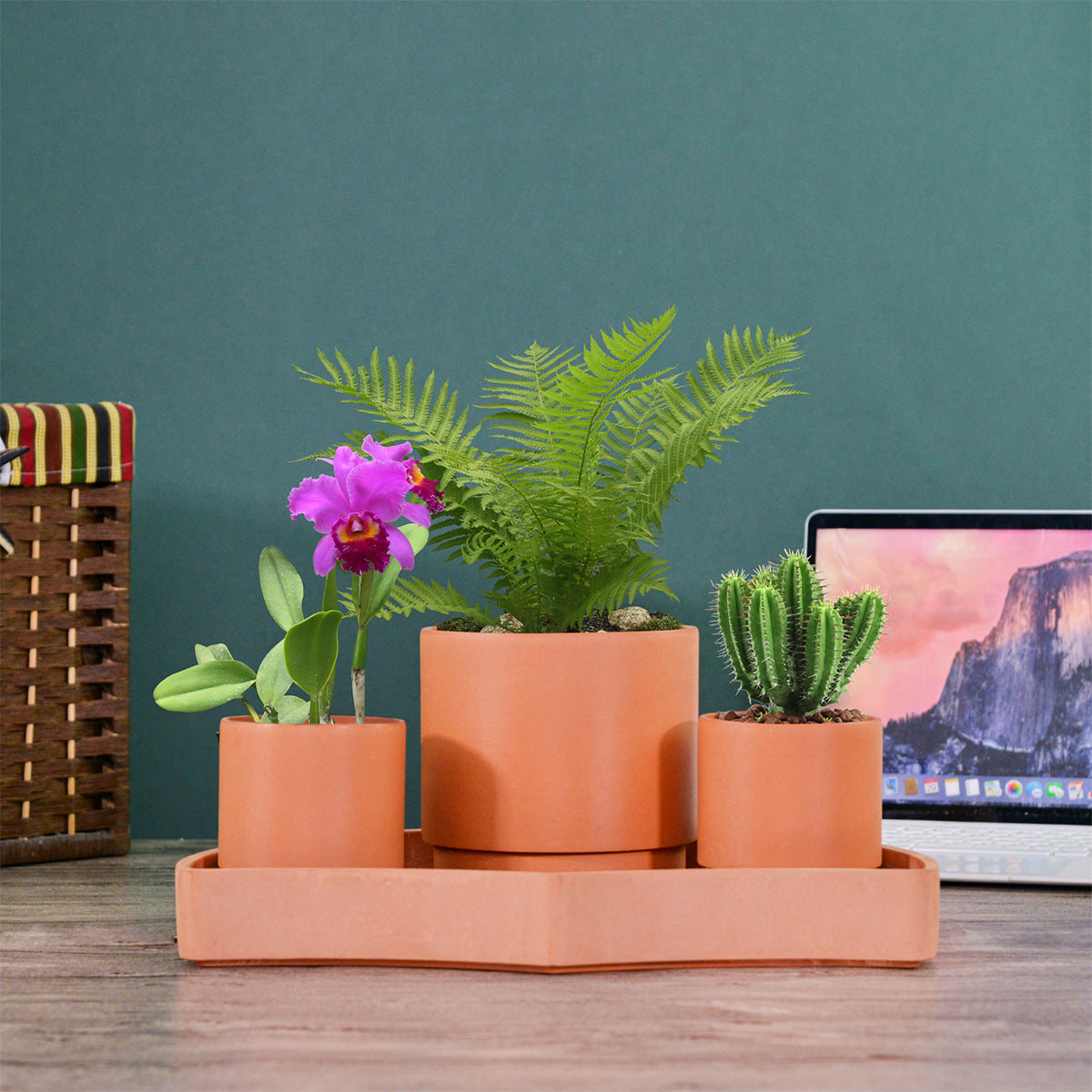 Tabletop Self-Watering Pot System for Indoor Plants (Set of 3) - image 6
