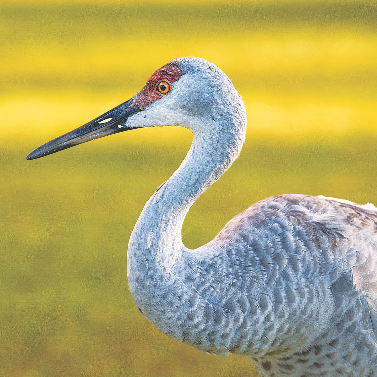 Sandhill Crane Nature Puzzle